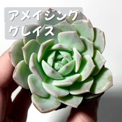 まぱさん苗　エケベリア　サイズ大　ラウイ✖️リンゼアナ　メルカリ便鉢ごと発送 まぱさん苗 エケベリア サイズ大 ラウイ✖️リンゼアナ メルカリ便鉢