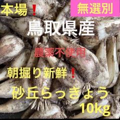 無農薬！鳥取県産　朝掘り砂丘らっきょう10kg 産地直送 大容量 鳥取県産 砂丘 らっきょう 10kg 産地直送 無農薬 - メルカリ