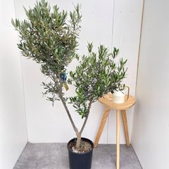 オリーブの木 シプレッシーノ 170cm❗ 大型10号 美形 綺麗な葉色 鉢植