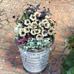 オリーブの株元寄せ植え❤︎まんまるビンカ＆スーパートレニア - メルカリ