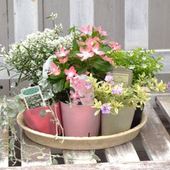 パステリーナ」の春色ナチュラル寄せ植え※寄せ植え完成品 花苗 花 お花