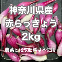 毎年人気！鹿児島産 らっきょう 10kg パリッと食感！294 - メルカリ