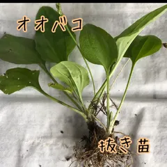 2026年最新】オオバコ 苗の人気アイテム - メルカリ