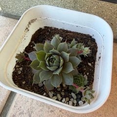多肉植物 センペルビウム プラムパフェ No.67【黄】 - メルカリ