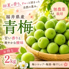 【朝採り当日発送】福井県産 農薬不使用 青梅 2kg｜梅酒・梅シロップ・梅干し・梅ジャム用 産地直送 国産 甘い香りと爽やかな酸味 梅しごとにのサムネイル