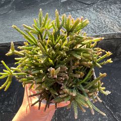 現品「青柳/アオヤギ」乾燥に強い リプサリス サボテン【多肉植物