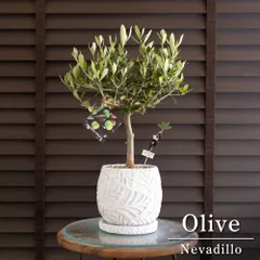 創樹 Olive オリーブの木 4号 SOUJU Nevadillo blanco ネバディロブランコ オリーブ 陶器鉢 0517WHのサムネイル