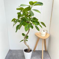 観葉植物 フィカス バーガンディ 190cm 10号 - Mercari Japan