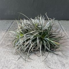 チランジア テクトラム Tillandsia コルク付け - メルカリ