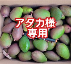摘果マンゴー 未熟マンゴー 加工用マンゴー グリーン/ 約1.9㎏〈170