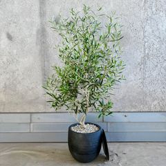オリーブの木 シプレシーノ4点セット《L≒75〜85cm・7号》213 - メルカリ