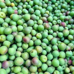 山梨県産 20kg 新鮮 青梅 甲州小梅 加工用 - メルカリ