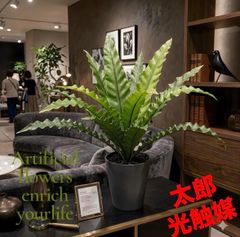 光触媒　人工観葉植物　ウォールグリーン　フェイクグリーン　アスプレニウムＬ 光触媒 人工観葉植物 ウォールグリーン フェイクグリーン アスプ