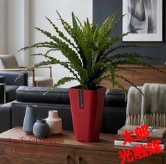 光触媒 人工観葉植物 ウォールグリーン フェイクグリーン アスプ 