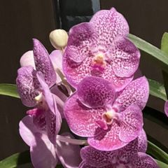 洋蘭 原種 胡蝶蘭 Phal. schilleriana 濃色個体開花大株 phalaenopsis schilleriana