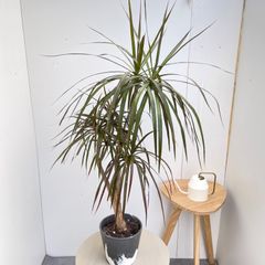 超メルカリ市祭 トックリラン 高さ90センチ横80センチ 観葉植物 - メルカリ