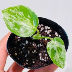 Monstera deliciosa “Bulbasaur” バルバソー/ベトシオーサ TC株・順化