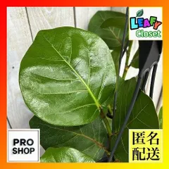 観葉植物　シーグレープ(ココロバ) 4号吊り鉢(底穴なし) ECO PLANTS(個体おまかせ1鉢)　インテリアグリーン 室内園芸 おしゃれ 可愛い かわいい(507192)のサムネイル