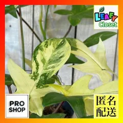 観葉植物　斑入りフィロデンドロ フロリダビューティー バリエガータ 4号硬質ポット(個体おまかせ1鉢)　インテリアグリーン 室内園芸 おしゃれ 可愛い かわいい(507206)のサムネイル
