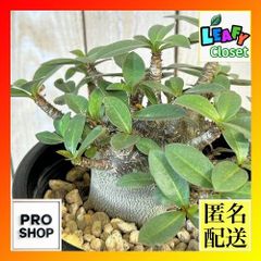 アデニウム モンスター 5号角鉢観葉植物 インテリアグリーン 室内園芸 