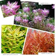 水草５種セット(ただ今計４９本)のサムネイル