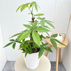大型観葉植物 パキラ 福岡、佐賀、長崎、熊本 - メルカリ