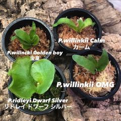 ビカクシダ リドレイ シルベリー マダガスカリエンセ ワンダエドワーフ 金童 ビカクシダ リドレイ シルベリー マダガスカリエンセ ワンダエドワーフ