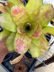 ブロメリア ネオレゲリア neoregelia hyena albo - メルカリ