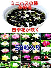 ミニハスの種　蓮の種　300粒入り ミニハスの種 茶碗蓮 ハスの種 屋内外植付け可能 蓮の種 お得な値段