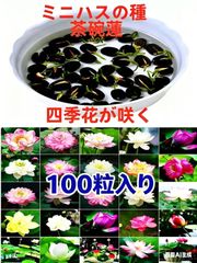 ミニハスの種 茶碗蓮 ハスの種 屋内外植付け可能 お得な値段設定 20粒