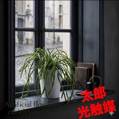 光触媒 人工観葉植物 ウォールグリーン フェイクグリーン ボストン