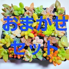 多肉植物　おまかせミニミニ30カット苗セット【育成説明書付】