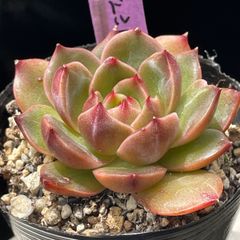 多肉植物 ルドルフ【抜き苗】 - メルカリ