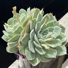 多肉植物♡プリドニス✖️MOS❤︎抜き苗(根付き) - メルカリ