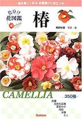 椿・燕返し 大苗 樹高のみ74㌢ - メルカリ