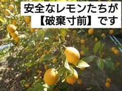 木に成ってる瀬戸田レモン - メルカリ