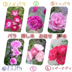ミニバラ ピジョンブラッド - メルカリ