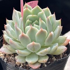 多肉植物♡プリドニス✖️MOS❤︎抜き苗(根付き) - メルカリ