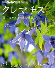 ☆クレマチス☆流星☆3号鉢☆希少☆入手困難☆ - メルカリ