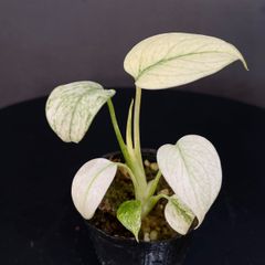 マ*ン様 Monstera Deliciosa Legacy Variegate - メルカリ