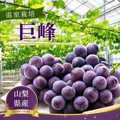 ④*ஐ艶々で光沢がある黒いシャインマスカット*ஐぶどう・苗木
