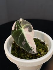 アロカシア ハートバルーン ピンク バリエガータ （鉢ごとメルカリ便で