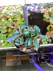 ゆ*り様 Bucephalandra sp. Aurora KN便 - メルカリ