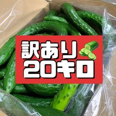 青パパイヤ20kg購入されてから収穫鮮度抜群 - メルカリ
