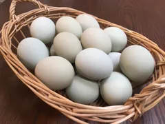 ES様専用【クール便】青いたまご　アローカナ平飼いたまご48個