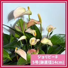 胡蝶蘭 原種 シレリアナ シルバーリーフ 洋蘭 Phal ファレノプシス