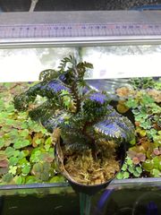 Bidayuha crassispatha Kalimantan Barat - メルカリ