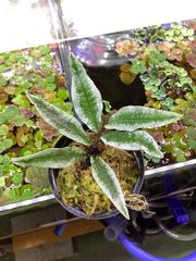 Bidayuha crassispatha Kalimantan Barat - メルカリ