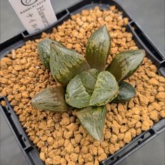ハオルチア ナイルの一滴 - メルカリ