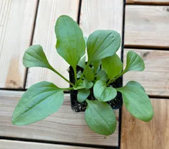 薬草🌿車前草★オオバコ苗4本★自然農★栽培期間に農薬、肥料不使用のサムネイル